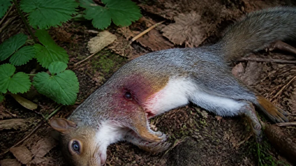 Une carabine à air comprimé de 20 joules peut-elle tuer ?