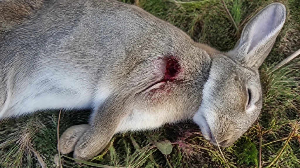 Une carabine à air comprimé de 20 joules peut-elle tuer ?