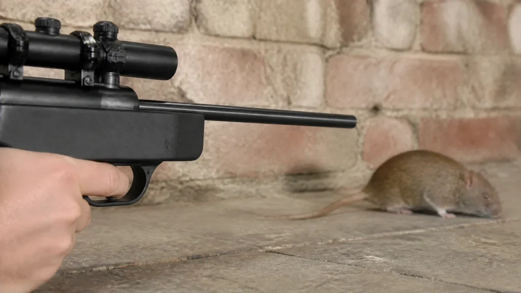 Peut-on tuer un rat avec un fusil à plombs ? Risques et alternatives
