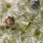 Peut-on tuer un rat avec une carabine à plomb ? Risques et alternatives