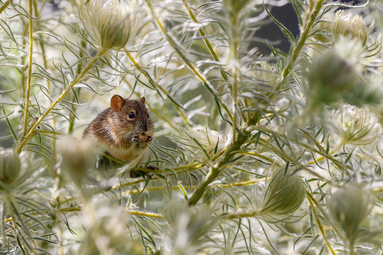 Peut-on tuer un rat avec une carabine à plomb ? Risques et alternatives